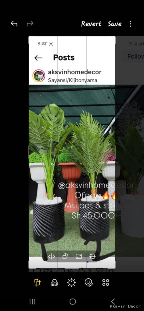 Palm +pot