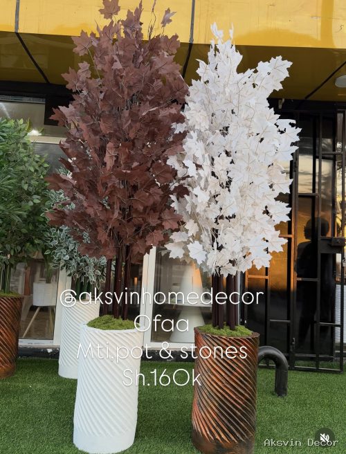 Umbrella Tree + Pot