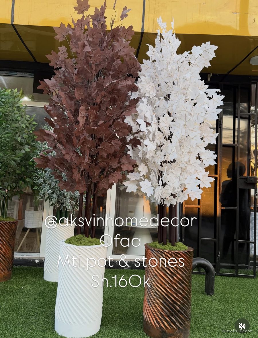 Umbrella Tree + Pot