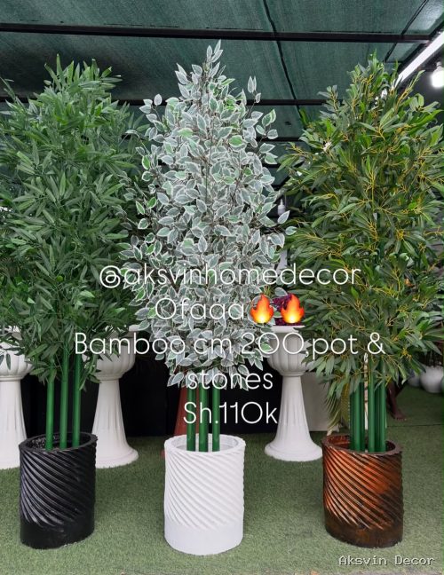 Bamboo +pot