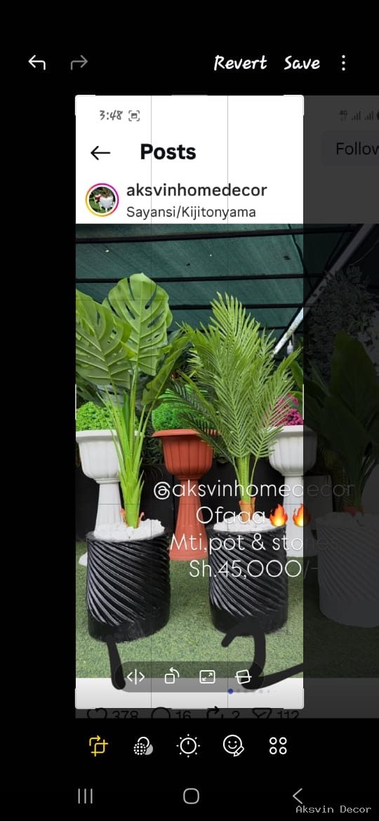 Monstera +pot